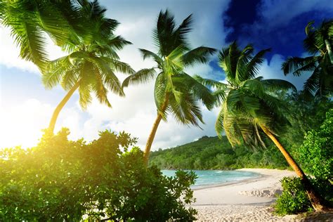 Beach Landscape Palm Trees Wallpapers Hd Desktop And