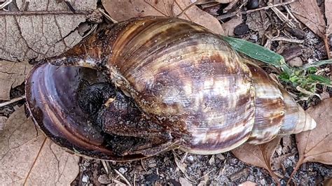 What Diseases Do Giant African Snails Carry Foliar Garden