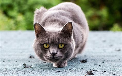 Download Wallpapers British Shorthair Close Up Domestic Cat Bokeh
