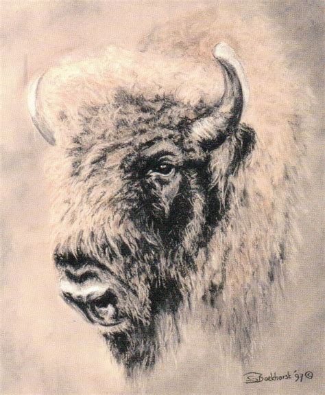 Buffalo Native American Wolf Art Bison Art Buffalo Art