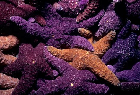 Ochre Sea Stars Feeding On Barnacles Photograph By Jeff Rotman Fine