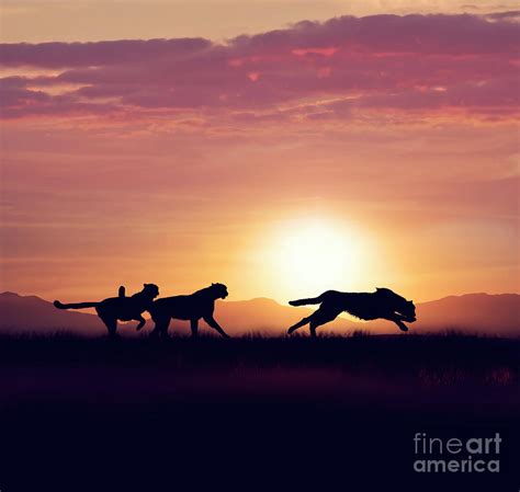 Cheetahs Running At Sunset Photograph By Svetlana Foote