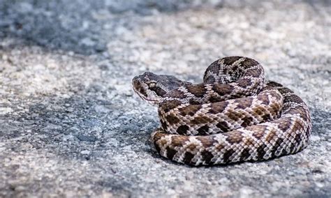 Juvenile Timber Rattlesnake