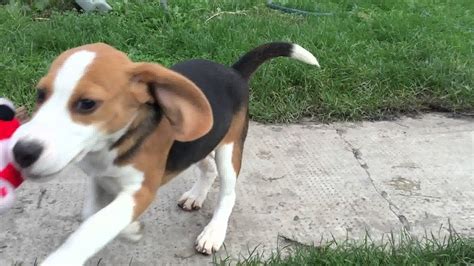 Toby 3 Months Old Beagle Puppy For Sale Youtube