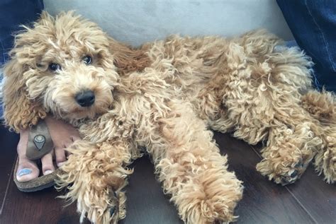 So, do goldendoodles change colors? A Mini Goldendoodle Learns to Stay Calm When Meeting Other ...