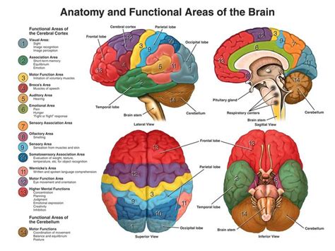 This Picture Shows The Brain From Four Different Views Using Color Coding To Show The Anatomy