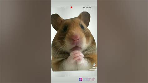 Guys Subscribe And Join On Tiktok Hamster Cult Attack Lana Cutl Youtube