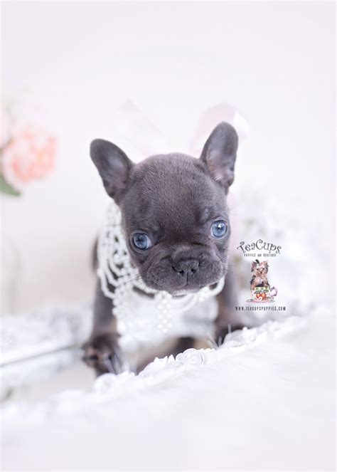 Kylie is drop dead gorgeous and simply serene. South Forida French Bulldogs | Teacups, Puppies & Boutique