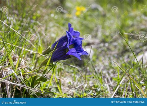 Gentiana Acaulis Wildflower In Bloom Italian Mountains Stock Photo