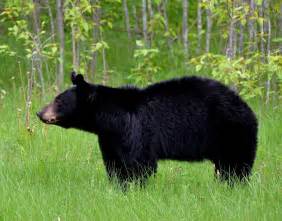 Amazing Facts About Black Bears Onekindplanet Animal Education