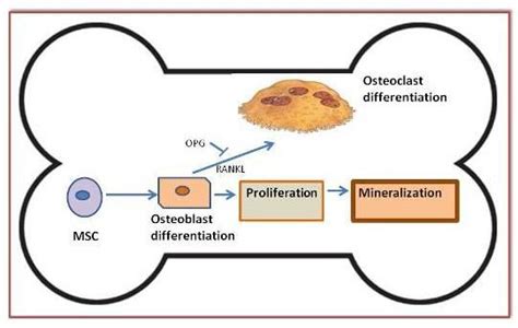 Ijms Free Full Text Osteogenic Differentiation In Healthy And