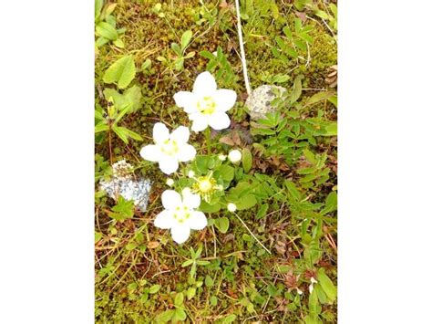 エゾムカシヨモギ erigeron acer var acris かぎけん花図鑑