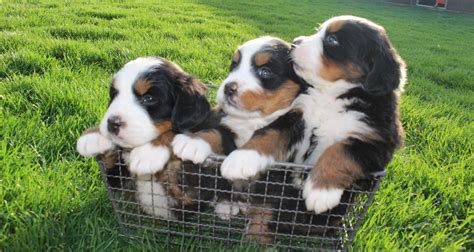 Pin By Big Barker Dog Beds On Sweet Bernese Mountain Dogs