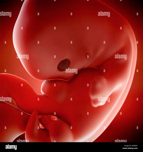 Human Fetus Age 7 Weeks Illustration Stock Photo Alamy