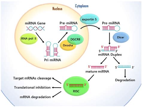 The Cellular And Molecular Mechanisms Of The Function Of Mirna In Gene