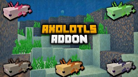 Axolotl In Minecraft Axolotls Mod Addon Mcpemcbe 116 Youtube