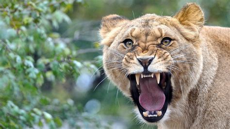 picture of a lioness roaring | Lioness, Calico cat, Lion