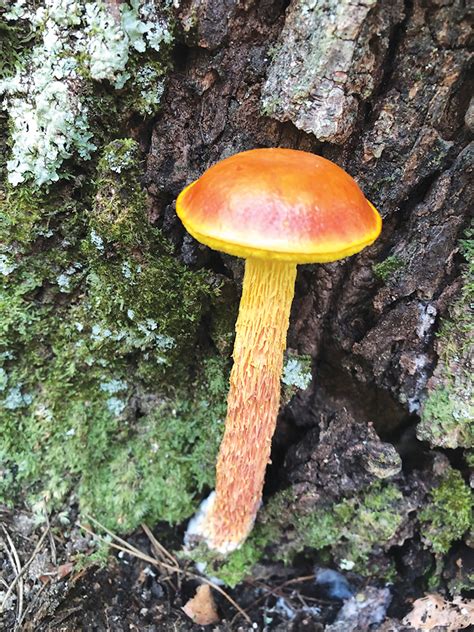 Alabamas Biodiversity Makes It A Haven For Mushrooms Alabama Living