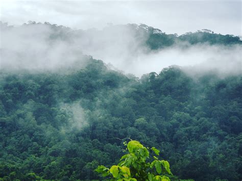 23 Luas Hutan Kalimantan Timur 2022 Inspirasi Penting