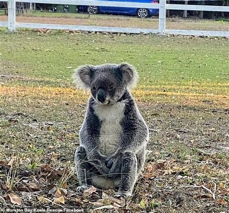 The Sad Reason This Koala Is Sitting On The Ground And