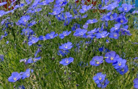 Wild Blue Flax By Blueyes57 On Deviantart