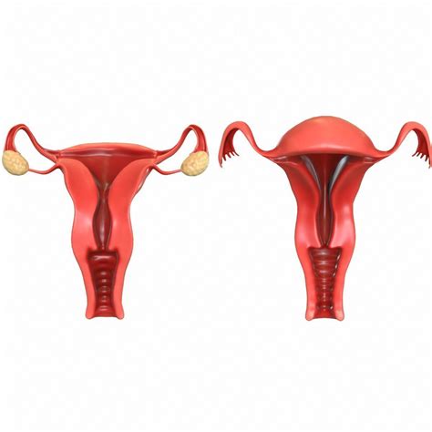 female reproductive system model systemdesign