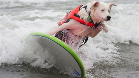 A Cute White Dog With Jacket Surfing On Sea