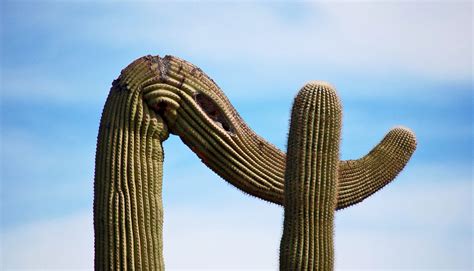 Cactus genomes reveal complex family tree - Futurity