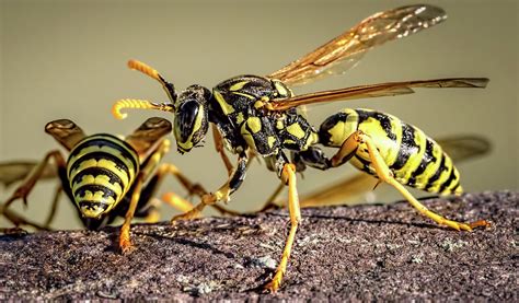 Yellowjacket Wasps Photograph By Wes Iversen Pixels