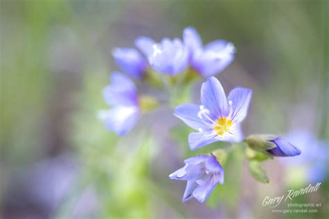 Oregon Wildflower Photography Season By Photographer Gary Randall