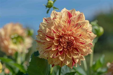 15 Flowering Plants With Large Blossoms