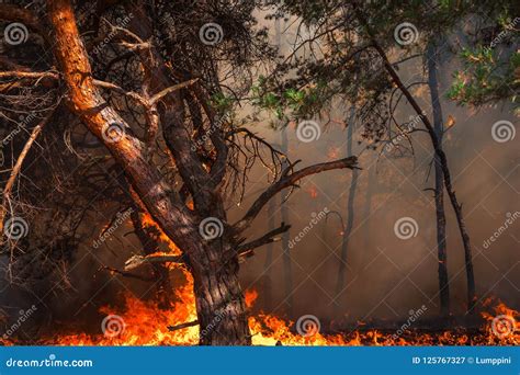 Wildfire Burning Pine Forest Stock Image Image Of Prescribed