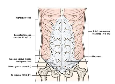 Study Medical Photos Brief Description Of Abdominal Wall