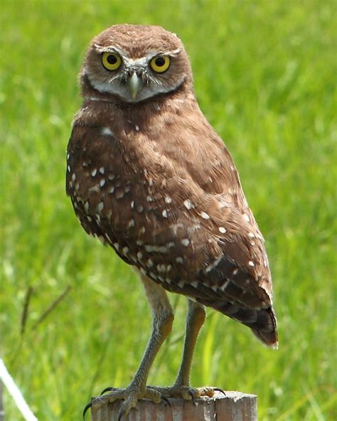 Burrowing Owls At Broward Parks South Fl Pictures