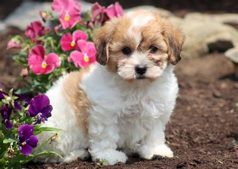 Shichon Puppies For Sale Keystone Puppies
