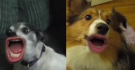 This Video Of Dogs With Human Mouths Is Equal Parts Hilarious And