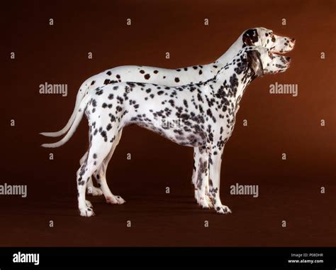 Brown Spot Dalmatian Hi Res Stock Photography And Images Alamy