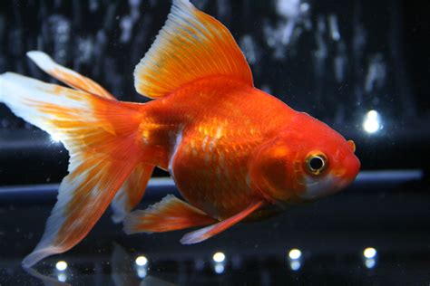 This Is Bentley My Ryukin Goldfish Ryukin Goldfish Pet Goldfish Types