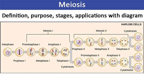 Stages Of Meiosis Vector Illustration Labeled Cell Division Process