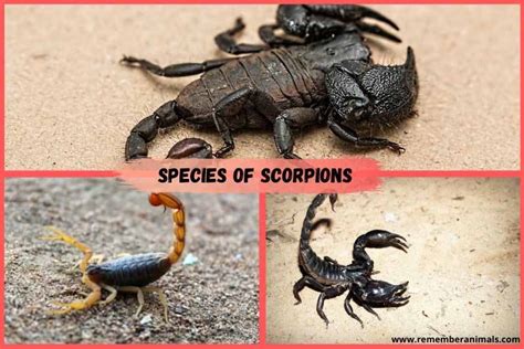 How Many Species Of Scorpions Are There Remember Animals