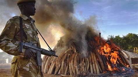 Kenyan Ivory Burnt By President Uhuru Kenyatta Bbc News