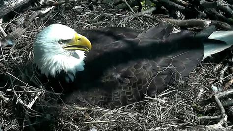 Watch Bald Eagles Hatch In Washington Dc