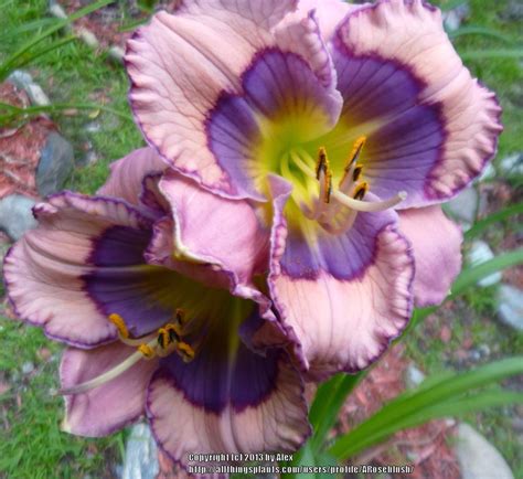 Photo Of The Bloom Of Daylily Hemerocallis Blue Beat Posted By