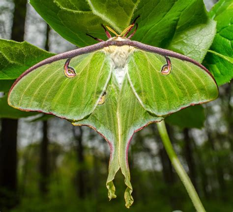 On The Subject Of Nature Luna Moth