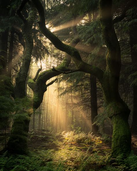 Guardians Of The Forest Print By Simon Baxter Photography