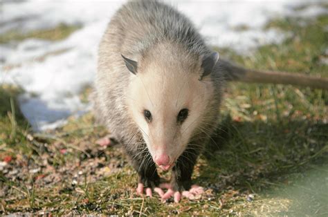 The Opossums Paws And Claws Your Questions Answered