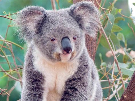 Cute Cuddly Koala Flora And Fauna Wallpaper 18586794 Fanpop Page 13