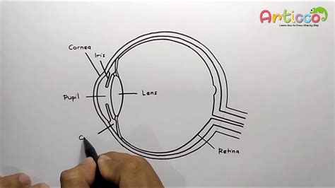 Human eye consists of various parts which helps us in seeing the objects, the function of various parts are (f) retina: How to Draw Human Eye Diagram Easy Step - YouTube