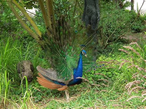 Join the 586 people who've already reviewed peacocks. Days on the Claise: Peacocks at Rivau