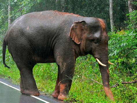 Fileasian Elephant Elephas Maximus 7852943934 Wikimedia Commons